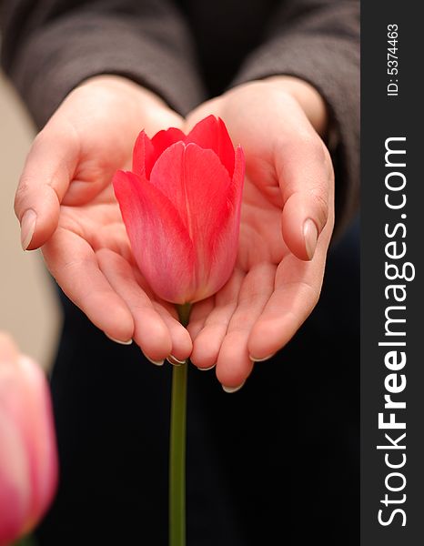 Woman?s palms carrying a red tulip. Woman?s palms carrying a red tulip