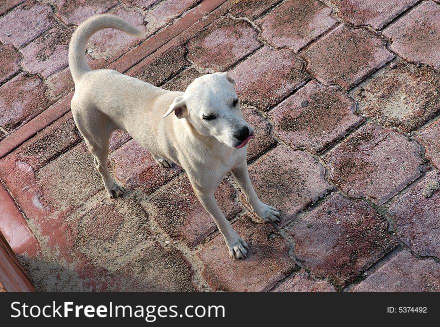 A skinny white dog on a pavement. A skinny white dog on a pavement