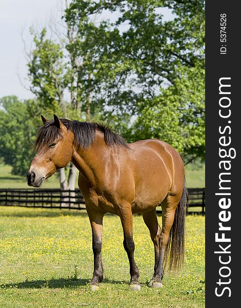 Horse in field