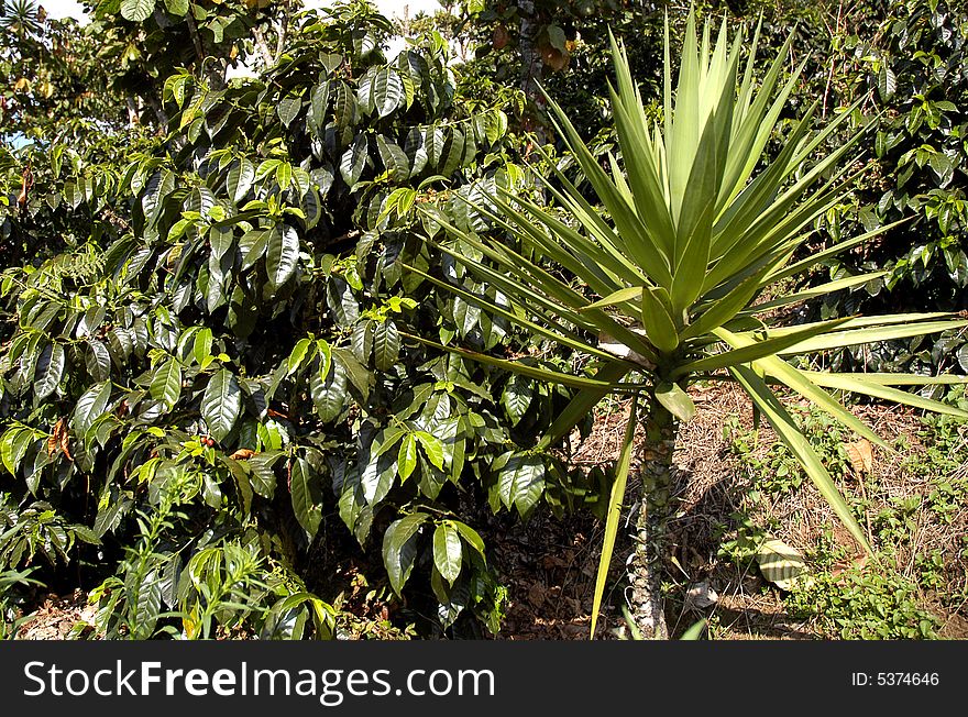 A small palm tree and other tropical plants, Guatemala