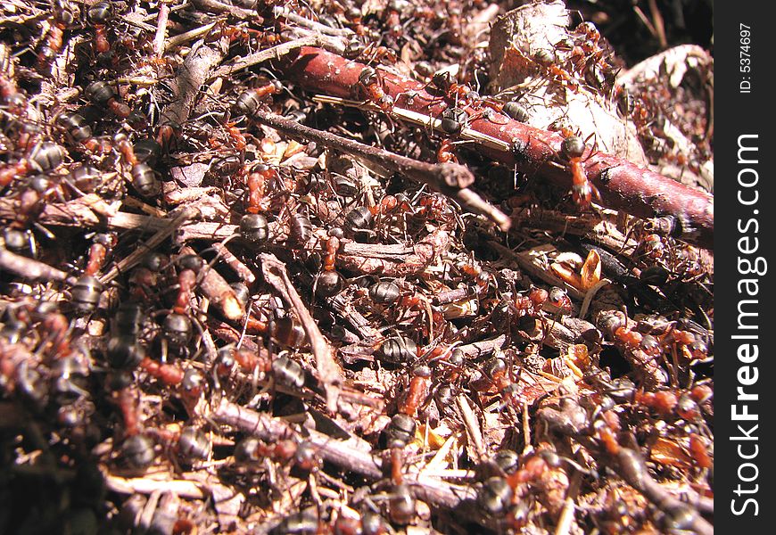 Wood ants work on an ant hill. Wood ants work on an ant hill