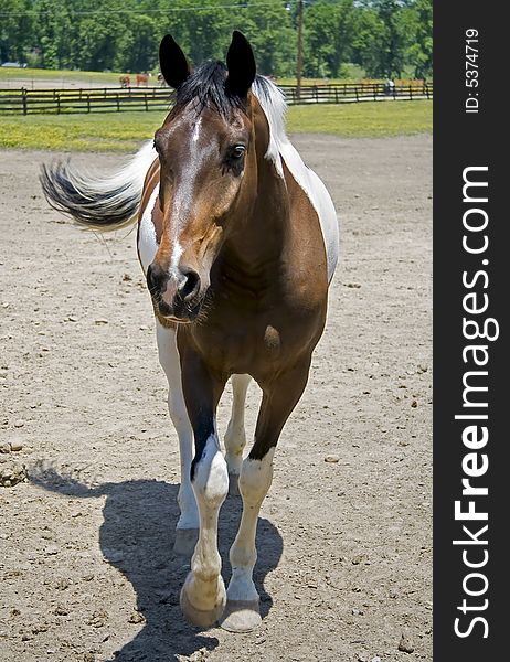 Black and white paint horse standing in a field, looking at something with it's ears forward. Black and white paint horse standing in a field, looking at something with it's ears forward.