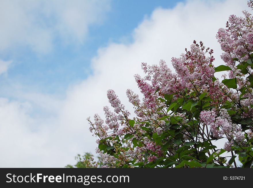 Lilac branches on a cloudy sky. Lilac branches on a cloudy sky