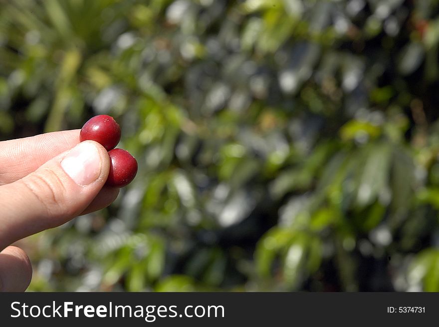 A detail of a hand holding coffee-tree beans. A detail of a hand holding coffee-tree beans