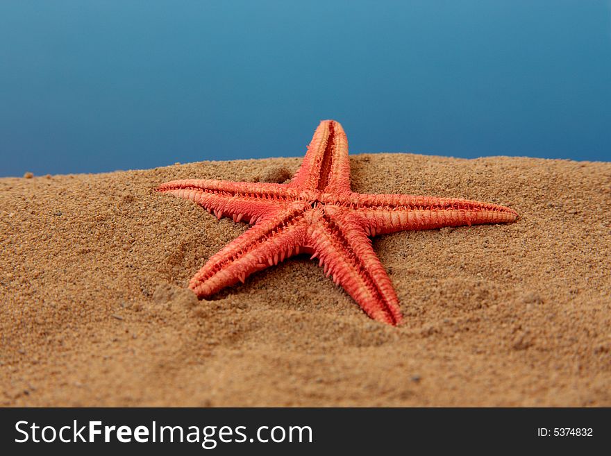 Starfish On a Blue Background