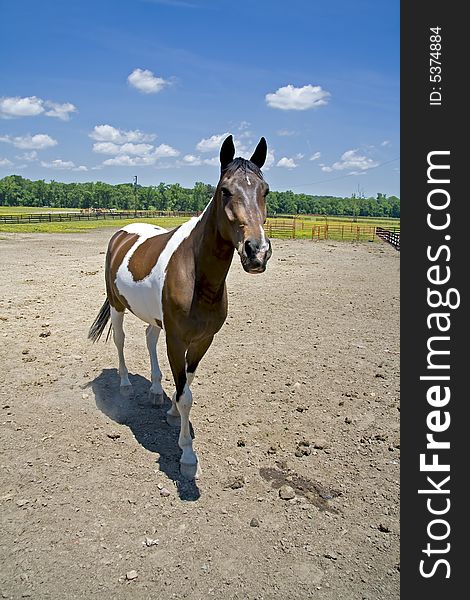 Black and white paint horse standing in a field, looking at something with it's ears forward. Black and white paint horse standing in a field, looking at something with it's ears forward.