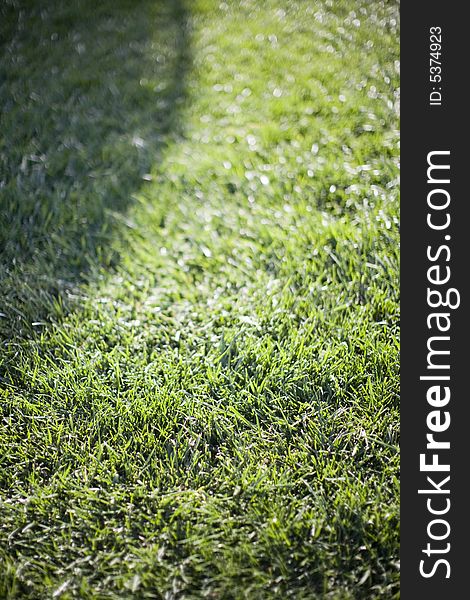 Full frame background close view of green grass. Full frame background close view of green grass