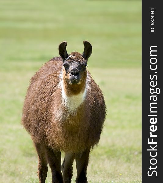 Brown and white llama curiously staring and standing in a grassy meadow.