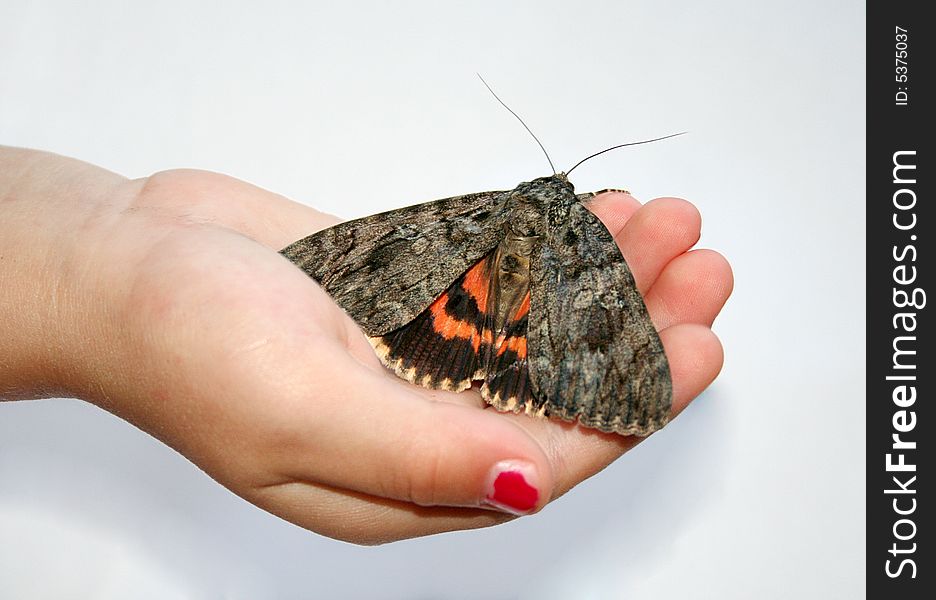 A little girl holds a brown and orange moth in her hand. A little girl holds a brown and orange moth in her hand.