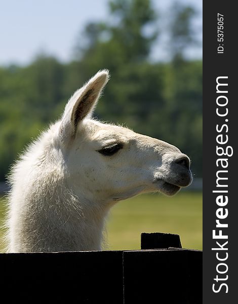 White llama portrait of interested llama.