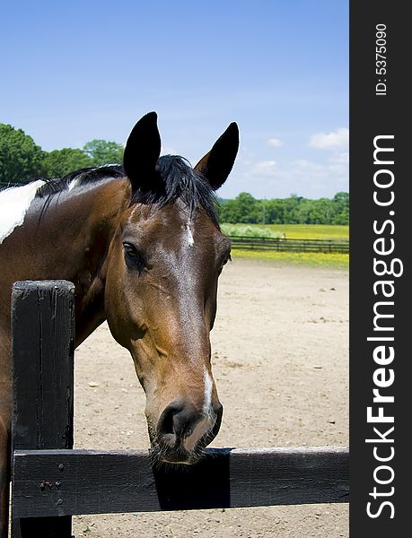 Black and white paint horse with it's head over a fence with it's ears pointing forward.