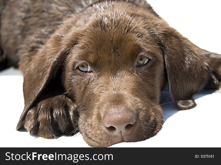 Close up portrait of cute chocolate lab puppy.