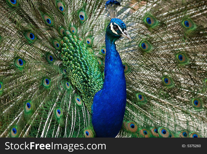 Peacock bird with feathers flared out