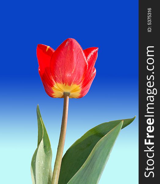 Single red tulip opposite the sky. Single red tulip opposite the sky