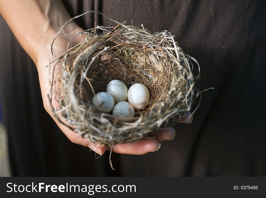 Nest with eggs in woman's hand. Nest with eggs in woman's hand