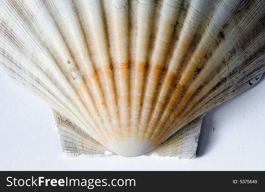 White shell isolated on a white background