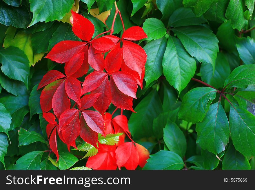 Red and green leaves background
