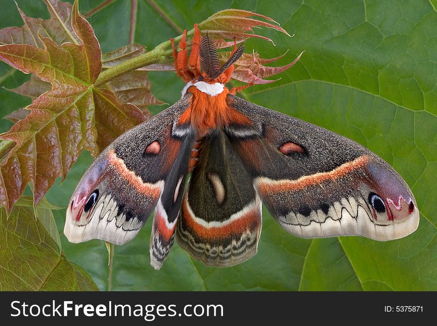 Cecropia Moth In Front Of Maple Leaf