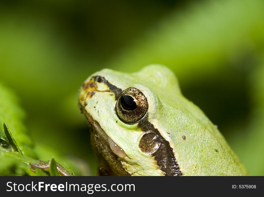 Tree frog in green leaf