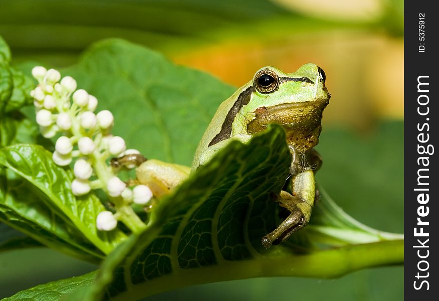 Tree frog in green leaf