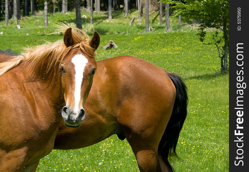 Wild horses in Ciucas mountain meadow. Wild horses in Ciucas mountain meadow.