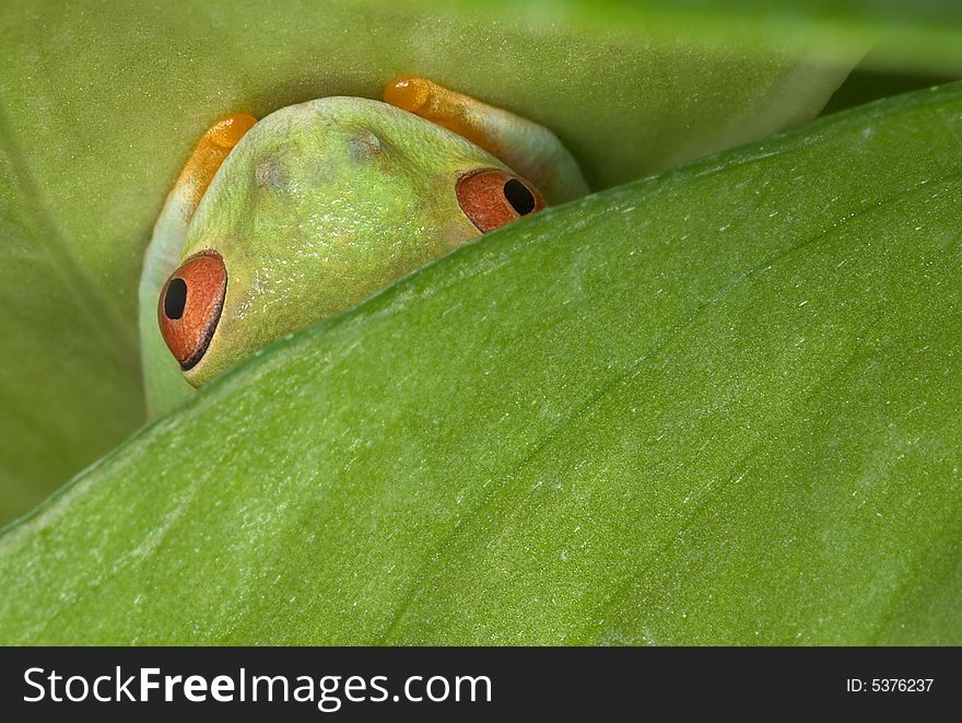 A red-eyed tree frog is hiding under a leaf. A red-eyed tree frog is hiding under a leaf.