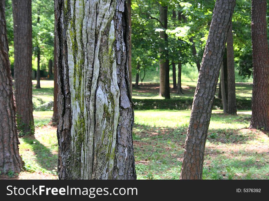 Tree with scarred bark and sunlit background