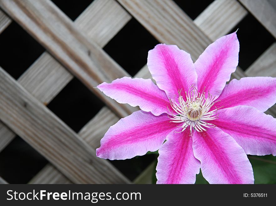 Large purple blooming Clematis climbing up wooden lattice. Large purple blooming Clematis climbing up wooden lattice