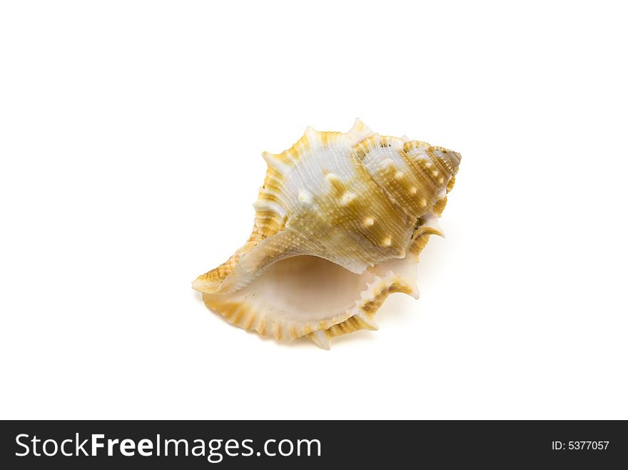 Prepared mollusk shell isolated on white with shadow