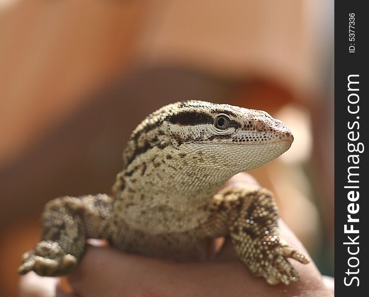 Square composition of an exotic lizard at a petting zoo.