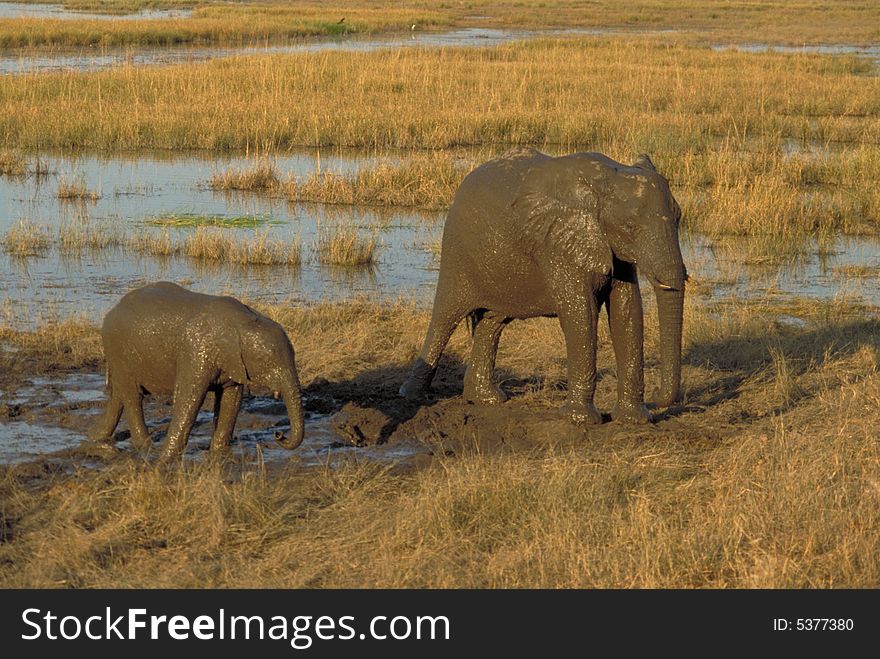 A mother and calf caked in mud, Chobe National Park, Botswana. A mother and calf caked in mud, Chobe National Park, Botswana.