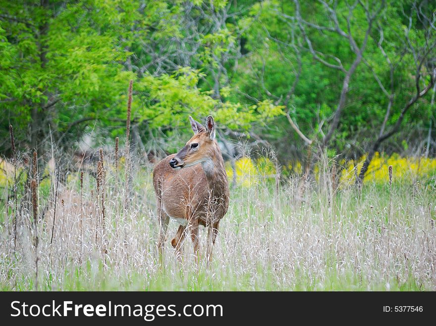 Young deer in tall grass