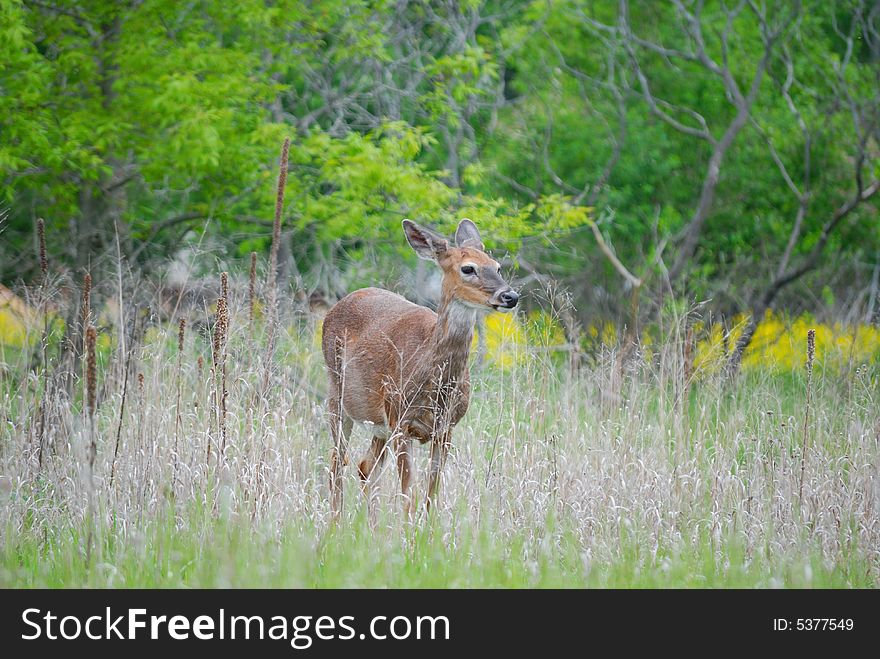 Young deer running through tall grass