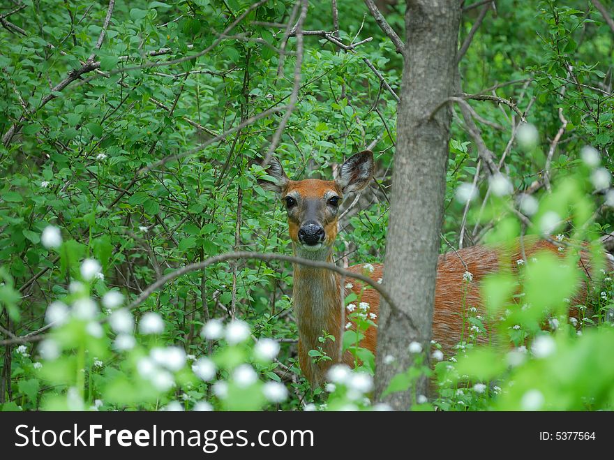 Young deer walking through a forest
