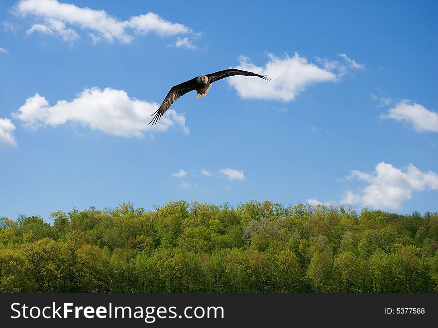 Bald eagle soaring in the sky. Bald eagle soaring in the sky