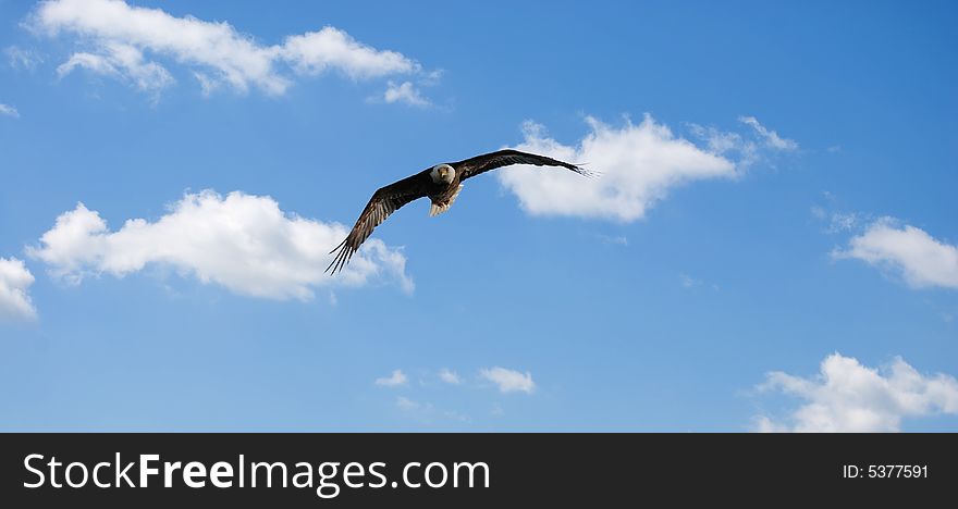 Bald eagle soaring in the sky. Bald eagle soaring in the sky