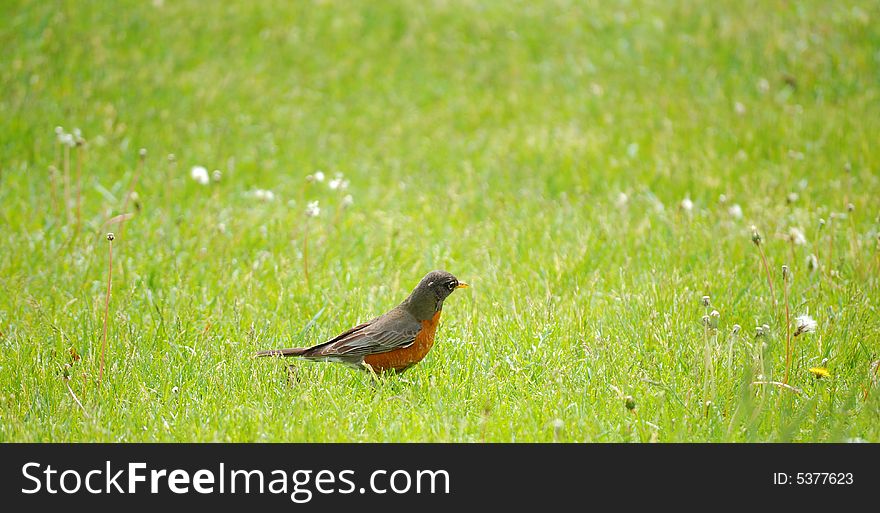 American robin standing in the grass