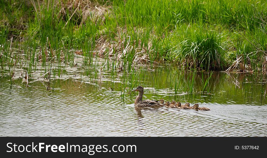 Mallard ducks floating on water in a bay