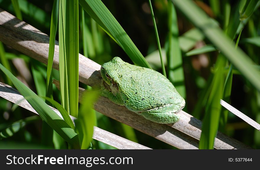 Green tree frog on a branch close up