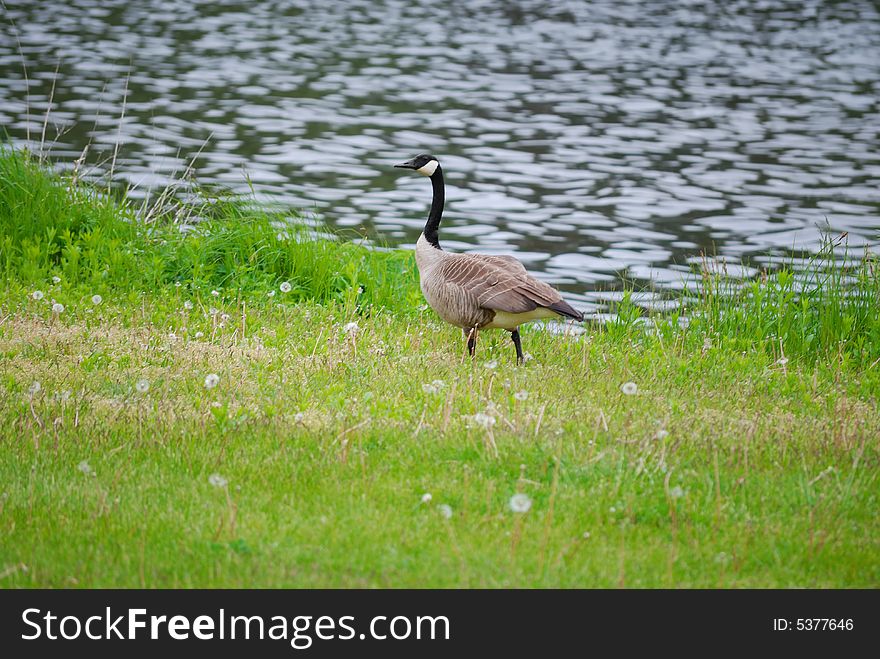 Canadian goose standing near water. Canadian goose standing near water