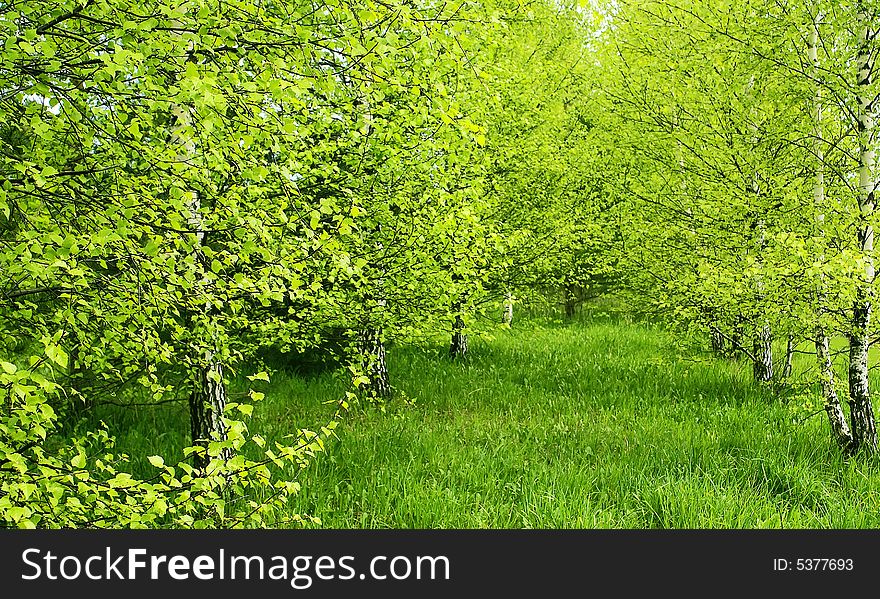 The tender, bright verdure of birch grove creates excellent spring mood. The tender, bright verdure of birch grove creates excellent spring mood.