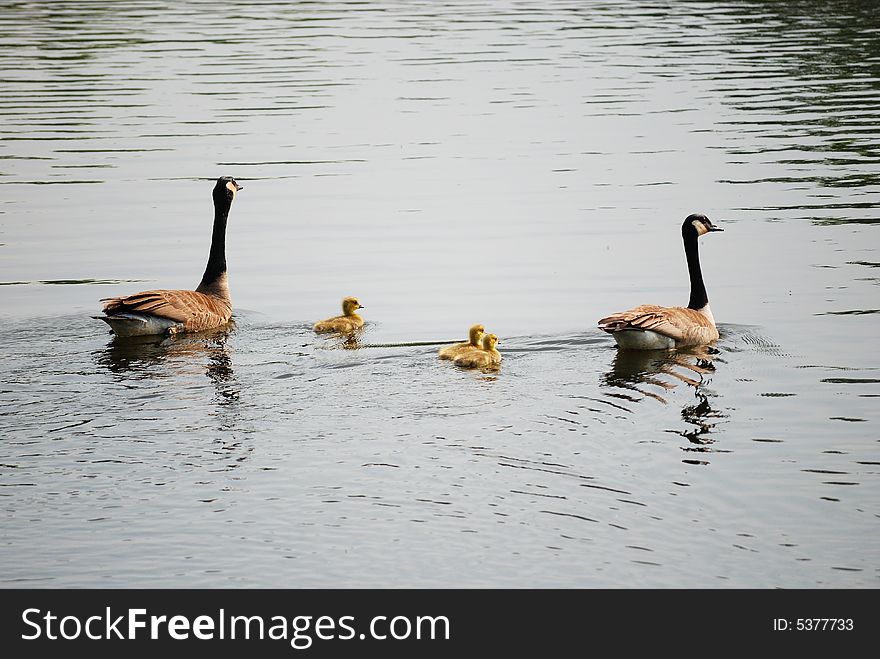 Two canadian geese and their young in the water