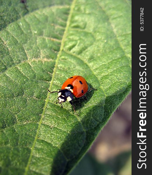 Macro image of ladybug on green leaf. Macro image of ladybug on green leaf