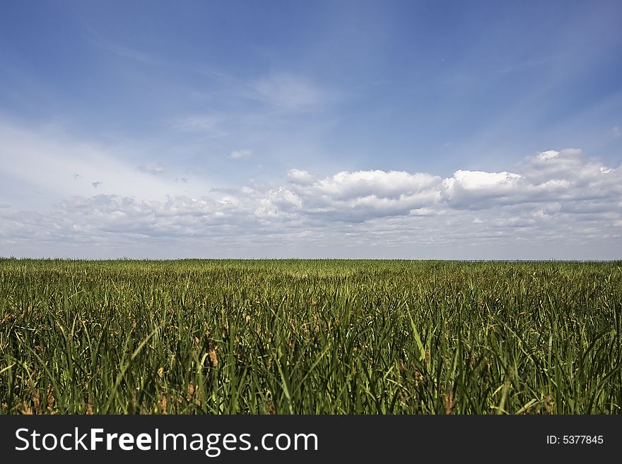 Blue Sky And Green Field