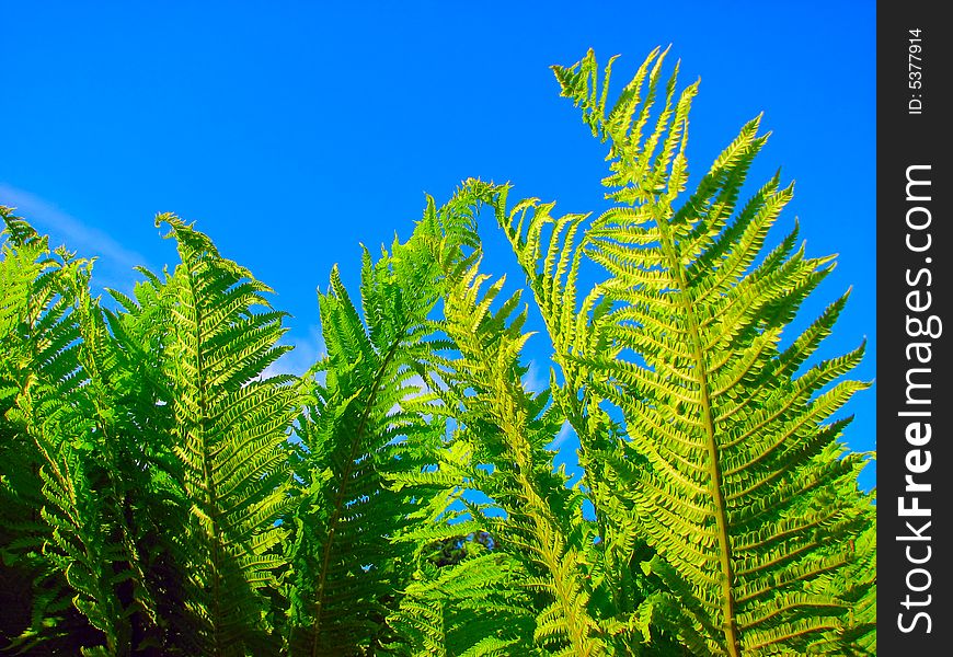 Green fern leaves and blue sky