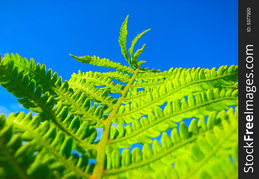 Close-up green fern and blue sky. Close-up green fern and blue sky