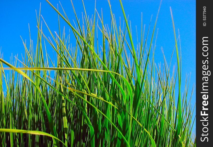 Green grass and blue sky