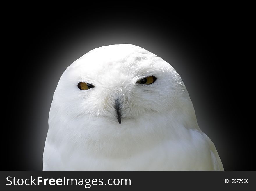 Snowy white owl looking at camera with glow effect