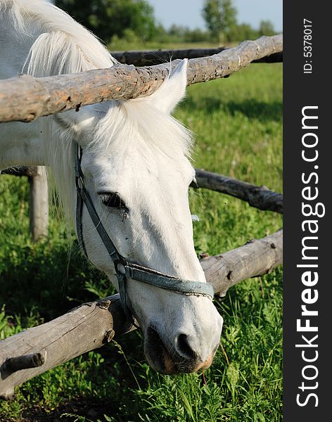 A close-up of a white horse in a pen