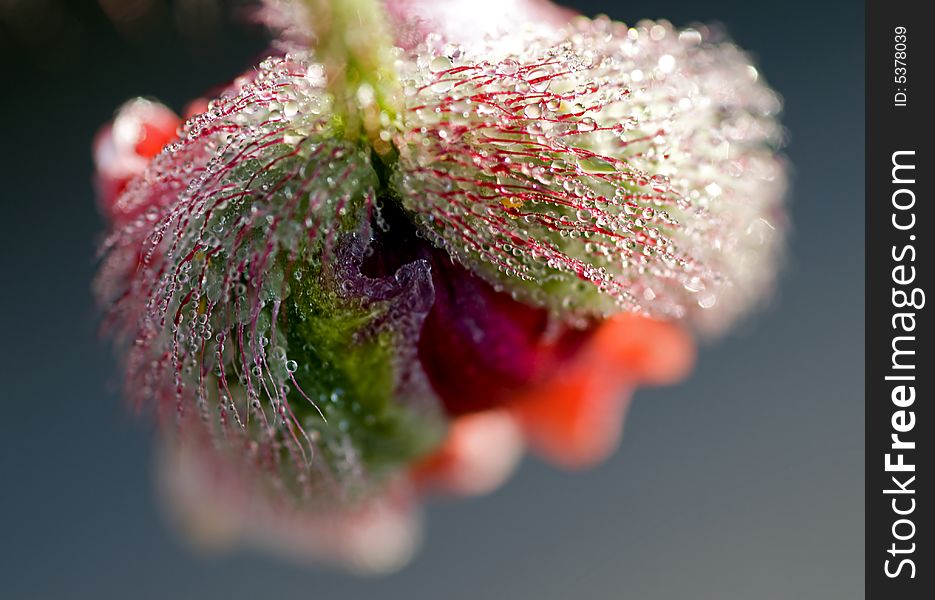 Poppy with pearls